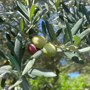 Bed & Breakfast Giardinello Stagnone Sunset, Marsala